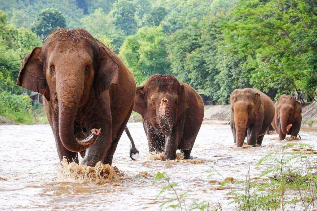 Elefantes caminhando em uma área natural de santuário em Chiang Mai