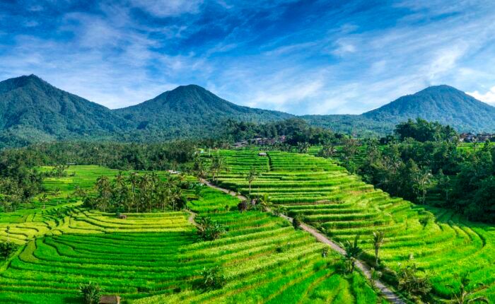 Terraços de arroz de Jatiluwih, em Bali, Indonésia. Foto: Imacim / Wikimedia Commons. Licença CC BY-SA 4.0.