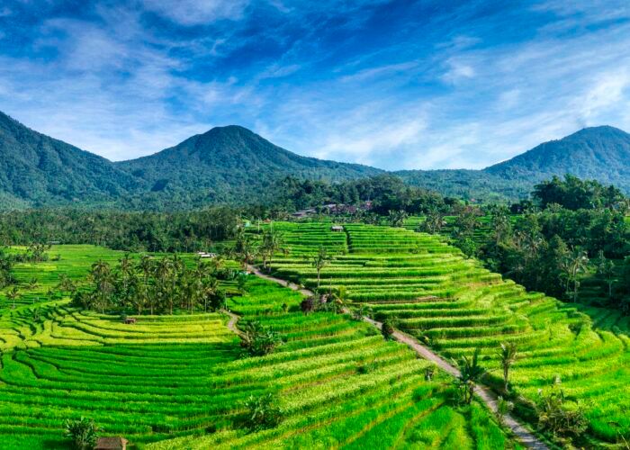 Terraços de arroz de Jatiluwih, em Bali, Indonésia. Foto: Imacim / Wikimedia Commons. Licença CC BY-SA 4.0.