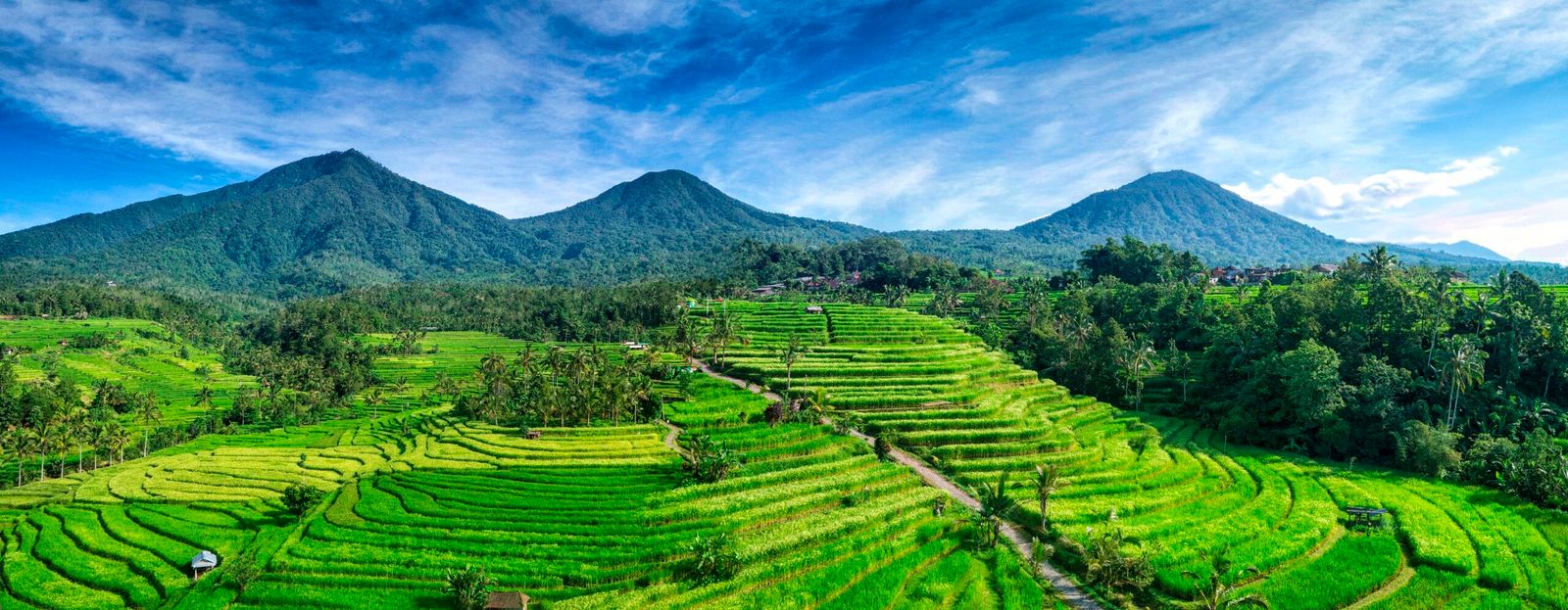 Terraços de arroz de Jatiluwih, em Bali, Indonésia. Foto: Imacim / Wikimedia Commons. Licença CC BY-SA 4.0.