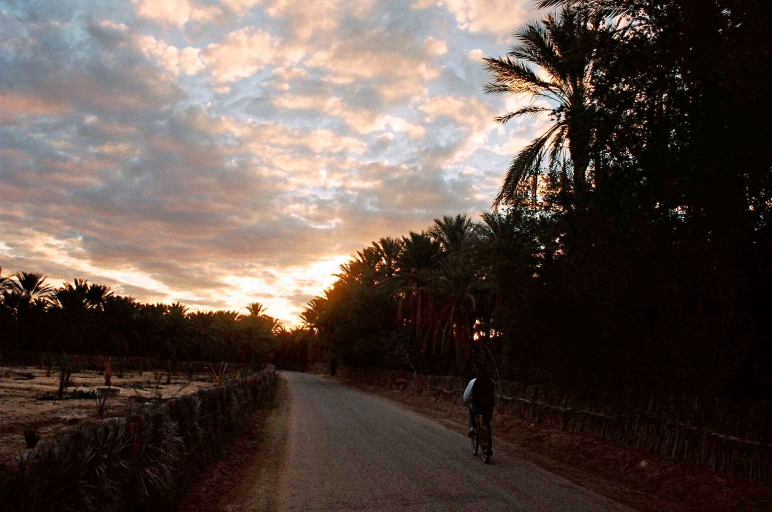 Estrada no oásis de Tozeur, ladeada por palmeiras escuras sob um céu de pôr do sol, com um ciclista à direita.