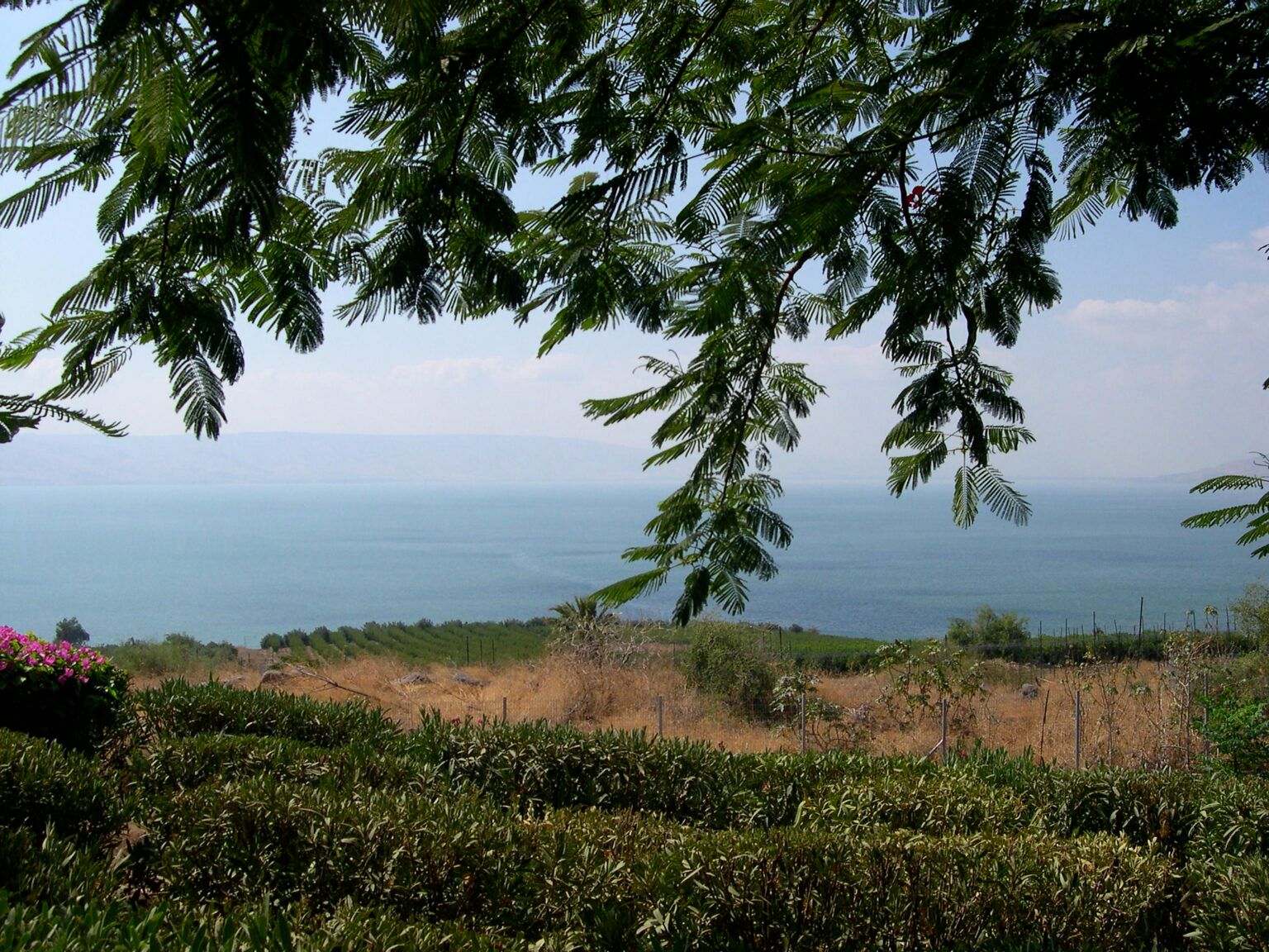 Ramos e folhas verdes emolduram o lago da Galileia, com plantações no primeiro plano e colinas suaves na margem distante.