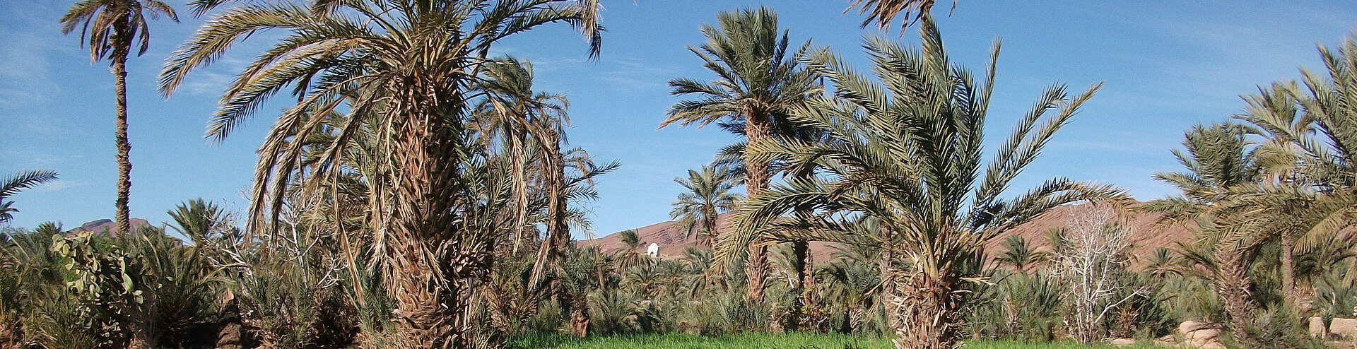 Palmeiral de Skoura, Marrocos