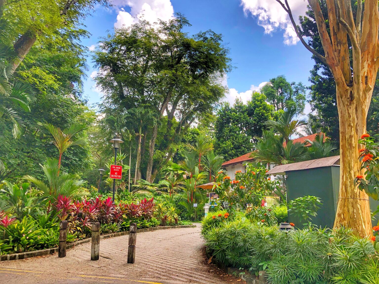 Caminho entre árvores, palmeiras e canteiros coloridos no Singapore Botanic Gardens, sob céu azul.